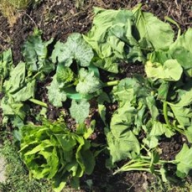 Beet2Gemulscht 2026-06-30 10.22.